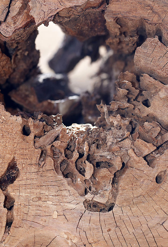 Carpenter Ant Galleries (Formicidae: Camponotus sp.) The center of this rotting tree had a large, excavated cavity in addition to tunnels and chambers that were complex and mostly free of frass. Carpenter ants don't actually eat the wood, they just excavate it for their nests.<br />
<br />
Habitat: Rotting log in a deciduous forest/converted farmland<br />
<figure class="photo"><a href="https://www.jungledragon.com/image/94794/carpenter_ant_galleries_formicidae_camponotus_sp.html" title="Carpenter Ant Galleries (Formicidae: Camponotus sp.)"><img src="https://s3.amazonaws.com/media.jungledragon.com/images/3232/94794_thumb.jpg?AWSAccessKeyId=05GMT0V3GWVNE7GGM1R2&Expires=1769040010&Signature=pa0Twm0fC7o9cvOD0vNqCE7suIU%3D" width="200" height="152" alt="Carpenter Ant Galleries (Formicidae: Camponotus sp.) The center of this rotting tree had a large, excavated cavity in addition to tunnels and chambers that were complex and mostly free of frass. Carpenter ants don't actually eat the wood, they just excavate it for their nests.<br />
<br />
Habitat: Rotting log in a deciduous forest/converted farmland<br />
https://www.jungledragon.com/image/94793/carpenter_ant_galleries_formicidae_camponotus_sp.html Geotagged,Spring,United States" /></a></figure> Geotagged,Spring,United States,ant galleries,carpenter ant,galleries