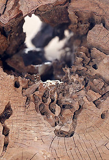 Carpenter Ant Galleries (Formicidae: Camponotus sp.) The center of this rotting tree had a large, excavated cavity in addition to tunnels and chambers that were complex and mostly free of frass. Carpenter ants don't actually eat the wood, they just excavate it for their nests.

Habitat: Rotting log in a deciduous forest/converted farmland
https://www.jungledragon.com/image/94794/carpenter_ant_galleries_formicidae_camponotus_sp.html Geotagged,Spring,United States,ant galleries,carpenter ant,galleries