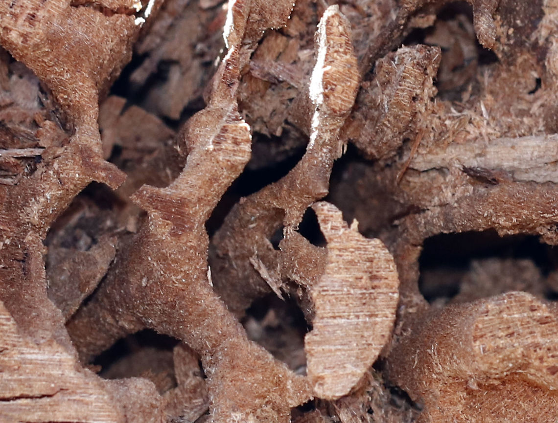 Carpenter Ant Galleries (Formicidae: Camponotus sp.) The center of this rotting tree had a large, excavated cavity in addition to tunnels and chambers that were complex and mostly free of frass. Carpenter ants don&#039;t actually eat the wood, they just excavate it for their nests.<br />
<br />
Habitat: Rotting log in a deciduous forest/converted farmland<br />
<figure class="photo"><a href="https://www.jungledragon.com/image/94793/carpenter_ant_galleries_formicidae_camponotus_sp.html" title="Carpenter Ant Galleries (Formicidae: Camponotus sp.)"><img src="https://s3.amazonaws.com/media.jungledragon.com/images/3232/94793_thumb.jpg?AWSAccessKeyId=05GMT0V3GWVNE7GGM1R2&Expires=1763596810&Signature=qBX%2B66h51c9%2B6%2B2ioxENH6lJZMM%3D" width="104" height="152" alt="Carpenter Ant Galleries (Formicidae: Camponotus sp.) The center of this rotting tree had a large, excavated cavity in addition to tunnels and chambers that were complex and mostly free of frass. Carpenter ants don&#039;t actually eat the wood, they just excavate it for their nests.<br />
<br />
Habitat: Rotting log in a deciduous forest/converted farmland<br />
https://www.jungledragon.com/image/94794/carpenter_ant_galleries_formicidae_camponotus_sp.html Geotagged,Spring,United States,ant galleries,carpenter ant,galleries" /></a></figure> Geotagged,Spring,United States