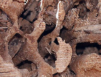 Carpenter Ant Galleries (Formicidae: Camponotus sp.) The center of this rotting tree had a large, excavated cavity in addition to tunnels and chambers that were complex and mostly free of frass. Carpenter ants don't actually eat the wood, they just excavate it for their nests.<br />
<br />
Habitat: Rotting log in a deciduous forest/converted farmland<br />
https://www.jungledragon.com/image/94793/carpenter_ant_galleries_formicidae_camponotus_sp.html Geotagged,Spring,United States