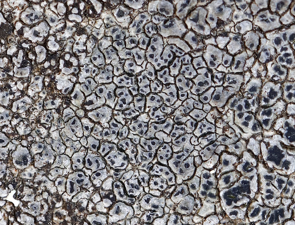 Cinder Lichen - Aspicilia cinerea Habitat: Growing on a rock Aspicilia cinera,Aspicilia cinerea,Geotagged,Spring,United States,lichen