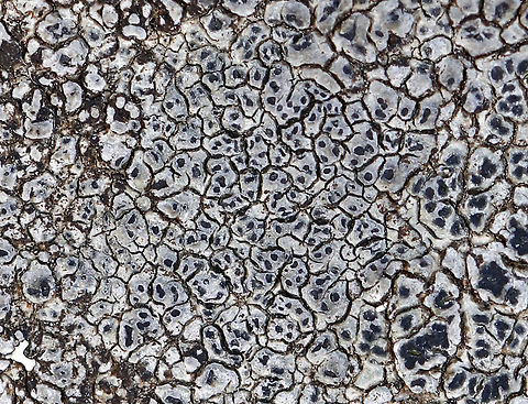 Cinder Lichen - Aspicilia cinerea Habitat: Growing on a rock Aspicilia cinera,Aspicilia cinerea,Geotagged,Spring,United States,lichen