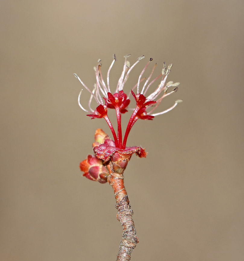 Red Maple Flowers - Acer rubrum Red maple is one of the first trees to flower in early spring. The flowers are followed by two-winged samaras, aka helicopters, which are fun to stick on your nose.<br />
<br />
Habitat: Deciduous forest/converted farmland<br />
<figure class="photo"><a href="https://www.jungledragon.com/image/94800/red_maple_flowers_-_acer_rubrum.html" title="Red Maple Flowers - Acer rubrum"><img src="https://s3.amazonaws.com/media.jungledragon.com/images/3232/94800_thumb.jpg?AWSAccessKeyId=05GMT0V3GWVNE7GGM1R2&Expires=1767225610&Signature=%2B6go4X2%2BRPNm9H%2F9Ip04EUnZAsg%3D" width="200" height="134" alt="Red Maple Flowers - Acer rubrum Red maple is one of the first trees to flower in early spring. The flowers are followed by two-winged samaras, aka helicopters, which are fun to stick on your nose.<br />
<br />
Habitat: Deciduous forest/converted farmland<br />
https://www.jungledragon.com/image/94799/red_maple_flowers_-_acer_rubrum.html Acer rubrum,Geotagged,Red Maple,Spring,United States" /></a></figure> Acer rubrum,Geotagged,Red Maple,Red Maple Flowers,Spring,United States