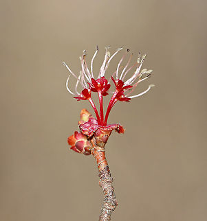 Red Maple Flowers - Acer rubrum Red maple is one of the first trees to flower in early spring. The flowers are followed by two-winged samaras, aka helicopters, which are fun to stick on your nose.

Habitat: Deciduous forest/converted farmland
https://www.jungledragon.com/image/94800/red_maple_flowers_-_acer_rubrum.html Acer rubrum,Geotagged,Red Maple,Red Maple Flowers,Spring,United States