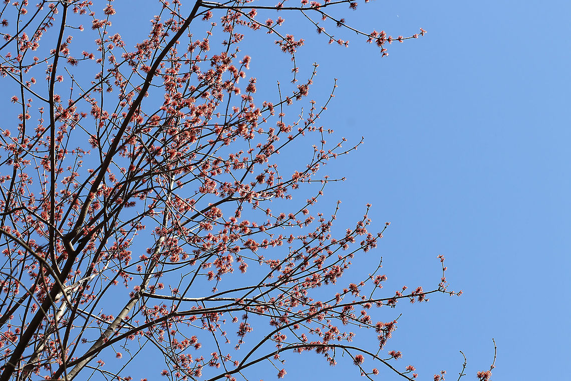 Red Maple Flowers - Acer rubrum Red maple is one of the first trees to flower in early spring. The flowers are followed by two-winged samaras, aka helicopters, which are fun to stick on your nose.<br />
<br />
Habitat: Deciduous forest/converted farmland<br />
<figure class="photo"><a href="https://www.jungledragon.com/image/94799/red_maple_flowers_-_acer_rubrum.html" title="Red Maple Flowers - Acer rubrum"><img src="https://s3.amazonaws.com/media.jungledragon.com/images/3232/94799_thumb.jpg?AWSAccessKeyId=05GMT0V3GWVNE7GGM1R2&Expires=1767225610&Signature=XfXDPz2GpQnbxWi%2F8UDiBfnmlKo%3D" width="144" height="152" alt="Red Maple Flowers - Acer rubrum Red maple is one of the first trees to flower in early spring. The flowers are followed by two-winged samaras, aka helicopters, which are fun to stick on your nose.<br />
<br />
Habitat: Deciduous forest/converted farmland<br />
https://www.jungledragon.com/image/94800/red_maple_flowers_-_acer_rubrum.html Acer rubrum,Geotagged,Red Maple,Red Maple Flowers,Spring,United States" /></a></figure> Acer rubrum,Geotagged,Red Maple,Spring,United States