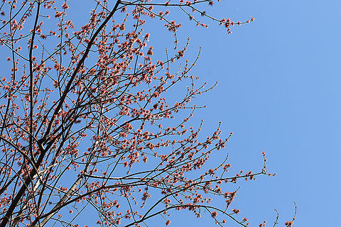 Red Maple Flowers - Acer rubrum Red maple is one of the first trees to flower in early spring. The flowers are followed by two-winged samaras, aka helicopters, which are fun to stick on your nose.

Habitat: Deciduous forest/converted farmland
https://www.jungledragon.com/image/94799/red_maple_flowers_-_acer_rubrum.html Acer rubrum,Geotagged,Red Maple,Spring,United States