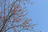 Red Maple Flowers - Acer rubrum Red maple is one of the first trees to flower in early spring. The flowers are followed by two-winged samaras, aka helicopters, which are fun to stick on your nose.<br />
<br />
Habitat: Deciduous forest/converted farmland<br />
https://www.jungledragon.com/image/94799/red_maple_flowers_-_acer_rubrum.html Acer rubrum,Geotagged,Red Maple,Spring,United States