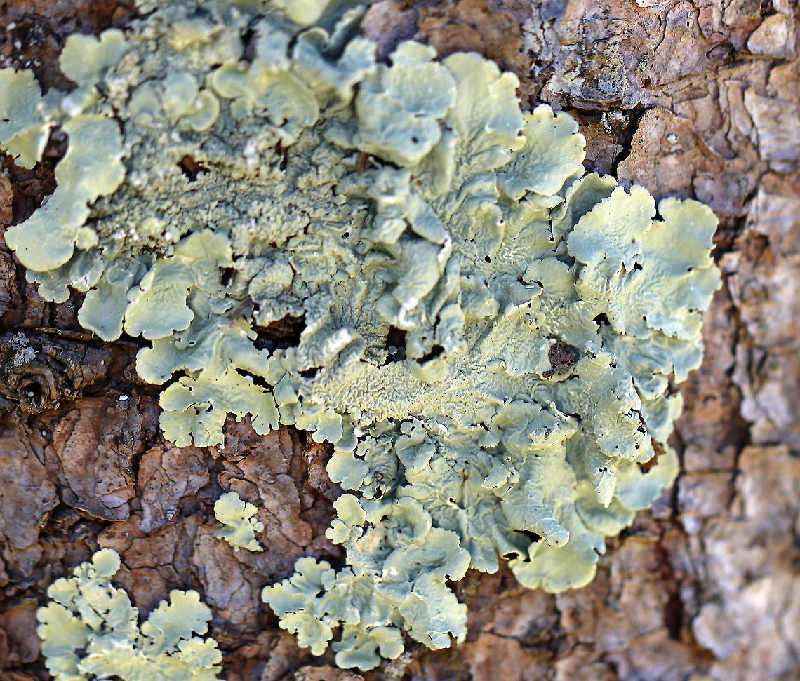 Common Greenshield Lichen - Flavoparmelia caperata Substrate: Hardwood Common greenshield lichen,Flavoparmelia caperata,Geotagged,Spring,United States,lichen