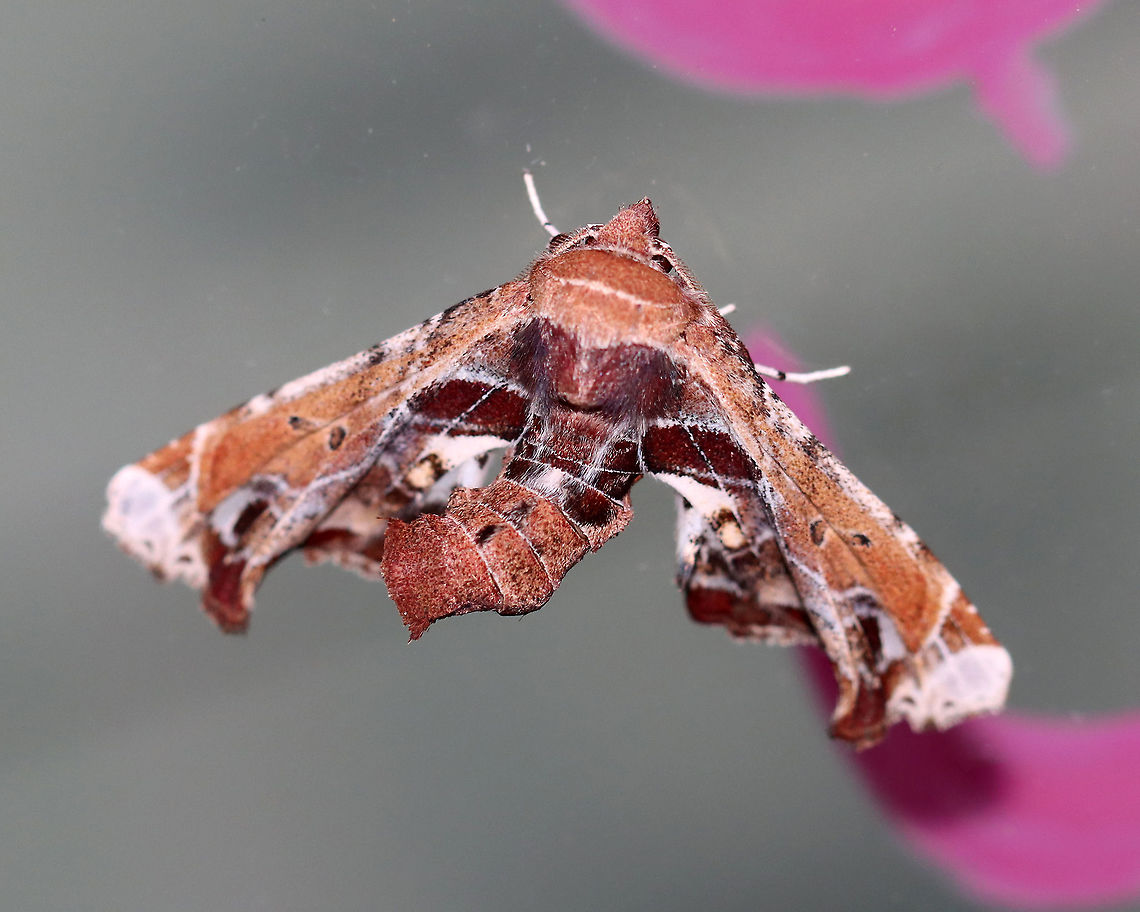 Beautiful Eutelia Moth - Eutelia pulcherrimus TL: ~15-20 mm. Multicolored FW with abstract pattern. White apex. Host: Poison sumac. Status: Uncommon.<br />
<br />
Habitat: Attracted to a 395 nm light in a semi-rural area.<br />
<br />
2020(23)<br />
<figure class="photo"><a href="https://www.jungledragon.com/image/94839/beautiful_eutelia_moth_-_eutelia_pulcherrimus.html" title="Beautiful Eutelia Moth - Eutelia pulcherrimus"><img src="https://s3.amazonaws.com/media.jungledragon.com/images/3232/94839_thumb.jpg?AWSAccessKeyId=05GMT0V3GWVNE7GGM1R2&Expires=1770854410&Signature=WbVehwYbDcr2VvNsdpzZlgdXcrI%3D" width="146" height="152" alt="Beautiful Eutelia Moth - Eutelia pulcherrimus TL: ~15-20 mm. Multicolored FW with abstract pattern. White apex. Host: Poison sumac. Status: Uncommon.<br />
<br />
Habitat: Attracted to a 395 nm light in a semi-rural area.<br />
<br />
2020(23)<br />
https://www.jungledragon.com/image/94836/beautiful_eutelia_moth_-_eutelia_pulcherrimus.html<br />
https://www.jungledragon.com/image/94838/beautiful_eutelia_moth_-_eutelia_pulcherrimus.html<br />
https://www.jungledragon.com/image/94837/beautiful_eutelia_moth_-_eutelia_pulcherrimus.html Eutelia pulcherrimus,Geotagged,Spring,United States" /></a></figure><br />
<figure class="photo"><a href="https://www.jungledragon.com/image/94838/beautiful_eutelia_moth_-_eutelia_pulcherrimus.html" title="Beautiful Eutelia Moth - Eutelia pulcherrimus"><img src="https://s3.amazonaws.com/media.jungledragon.com/images/3232/94838_thumb.jpg?AWSAccessKeyId=05GMT0V3GWVNE7GGM1R2&Expires=1770854410&Signature=Fg2yHE70rpe6acZTxuSiNtCopIs%3D" width="200" height="138" alt="Beautiful Eutelia Moth - Eutelia pulcherrimus TL: ~15-20 mm. Multicolored FW with abstract pattern. White apex. Host: Poison sumac. Status: Uncommon.<br />
<br />
Habitat: Attracted to a 395 nm light in a semi-rural area.<br />
<br />
2020(23)<br />
https://www.jungledragon.com/image/94836/beautiful_eutelia_moth_-_eutelia_pulcherrimus.html<br />
https://www.jungledragon.com/image/94839/beautiful_eutelia_moth_-_eutelia_pulcherrimus.html<br />
https://www.jungledragon.com/image/94837/beautiful_eutelia_moth_-_eutelia_pulcherrimus.html Eutelia pulcherrimus,Geotagged,Spring,United States" /></a></figure><br />
<figure class="photo"><a href="https://www.jungledragon.com/image/94837/beautiful_eutelia_moth_-_eutelia_pulcherrimus.html" title="Beautiful Eutelia Moth - Eutelia pulcherrimus"><img src="https://s3.amazonaws.com/media.jungledragon.com/images/3232/94837_thumb.jpg?AWSAccessKeyId=05GMT0V3GWVNE7GGM1R2&Expires=1770854410&Signature=bwRq7fkFu7SQyrcQQH07hE%2FhFoE%3D" width="200" height="132" alt="Beautiful Eutelia Moth - Eutelia pulcherrimus TL: ~15-20 mm. Multicolored FW with abstract pattern. White apex. Host: Poison sumac. Status: Uncommon.<br />
<br />
Habitat: Attracted to a 395 nm light in a semi-rural area.<br />
<br />
2020(23)<br />
https://www.jungledragon.com/image/94838/beautiful_eutelia_moth_-_eutelia_pulcherrimus.html<br />
https://www.jungledragon.com/image/94839/beautiful_eutelia_moth_-_eutelia_pulcherrimus.html<br />
https://www.jungledragon.com/image/94836/beautiful_eutelia_moth_-_eutelia_pulcherrimus.html Eutelia pulcherrimus,Geotagged,Spring,United States" /></a></figure> Beautiful Eutelia Moth,Eutelia,Eutelia pulcherrimus,Geotagged,Spring,United States,moth