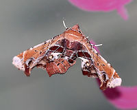 Beautiful Eutelia Moth - Eutelia pulcherrimus TL: ~15-20 mm. Multicolored FW with abstract pattern. White apex. Host: Poison sumac. Status: Uncommon.<br />
<br />
Habitat: Attracted to a 395 nm light in a semi-rural area.<br />
<br />
2020(23)<br />
https://www.jungledragon.com/image/94839/beautiful_eutelia_moth_-_eutelia_pulcherrimus.html<br />
https://www.jungledragon.com/image/94838/beautiful_eutelia_moth_-_eutelia_pulcherrimus.html<br />
https://www.jungledragon.com/image/94837/beautiful_eutelia_moth_-_eutelia_pulcherrimus.html Beautiful Eutelia Moth,Eutelia,Eutelia pulcherrimus,Geotagged,Spring,United States,moth