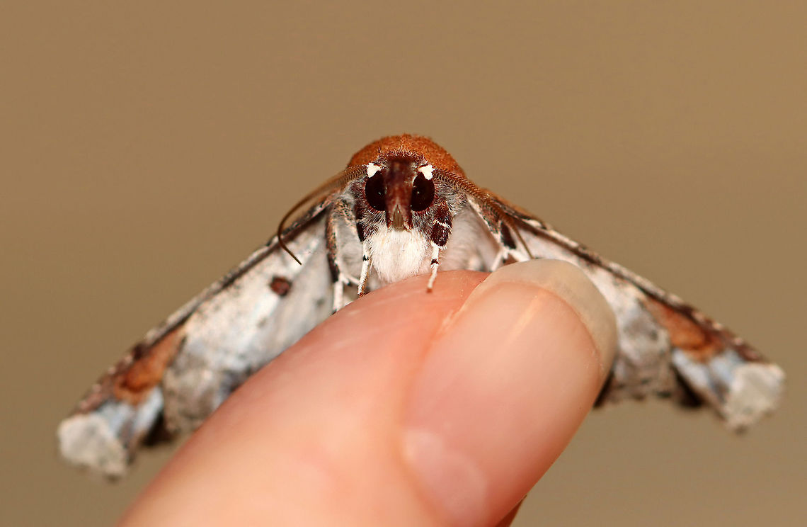 Beautiful Eutelia Moth - Eutelia pulcherrimus TL: ~15-20 mm. Multicolored FW with abstract pattern. White apex. Host: Poison sumac. Status: Uncommon.<br />
<br />
Habitat: Attracted to a 395 nm light in a semi-rural area.<br />
<br />
2020(23)<br />
<figure class="photo"><a href="https://www.jungledragon.com/image/94838/beautiful_eutelia_moth_-_eutelia_pulcherrimus.html" title="Beautiful Eutelia Moth - Eutelia pulcherrimus"><img src="https://s3.amazonaws.com/media.jungledragon.com/images/3232/94838_thumb.jpg?AWSAccessKeyId=05GMT0V3GWVNE7GGM1R2&Expires=1767225610&Signature=vZEgyU8KUwn4%2B%2BG7TNgfeuZmfzs%3D" width="200" height="138" alt="Beautiful Eutelia Moth - Eutelia pulcherrimus TL: ~15-20 mm. Multicolored FW with abstract pattern. White apex. Host: Poison sumac. Status: Uncommon.<br />
<br />
Habitat: Attracted to a 395 nm light in a semi-rural area.<br />
<br />
2020(23)<br />
https://www.jungledragon.com/image/94836/beautiful_eutelia_moth_-_eutelia_pulcherrimus.html<br />
https://www.jungledragon.com/image/94839/beautiful_eutelia_moth_-_eutelia_pulcherrimus.html<br />
https://www.jungledragon.com/image/94837/beautiful_eutelia_moth_-_eutelia_pulcherrimus.html Eutelia pulcherrimus,Geotagged,Spring,United States" /></a></figure><br />
<figure class="photo"><a href="https://www.jungledragon.com/image/94839/beautiful_eutelia_moth_-_eutelia_pulcherrimus.html" title="Beautiful Eutelia Moth - Eutelia pulcherrimus"><img src="https://s3.amazonaws.com/media.jungledragon.com/images/3232/94839_thumb.jpg?AWSAccessKeyId=05GMT0V3GWVNE7GGM1R2&Expires=1767225610&Signature=t2yWHxg%2F8axfcALViiBxmASvpq0%3D" width="146" height="152" alt="Beautiful Eutelia Moth - Eutelia pulcherrimus TL: ~15-20 mm. Multicolored FW with abstract pattern. White apex. Host: Poison sumac. Status: Uncommon.<br />
<br />
Habitat: Attracted to a 395 nm light in a semi-rural area.<br />
<br />
2020(23)<br />
https://www.jungledragon.com/image/94836/beautiful_eutelia_moth_-_eutelia_pulcherrimus.html<br />
https://www.jungledragon.com/image/94838/beautiful_eutelia_moth_-_eutelia_pulcherrimus.html<br />
https://www.jungledragon.com/image/94837/beautiful_eutelia_moth_-_eutelia_pulcherrimus.html Eutelia pulcherrimus,Geotagged,Spring,United States" /></a></figure><br />
<figure class="photo"><a href="https://www.jungledragon.com/image/94836/beautiful_eutelia_moth_-_eutelia_pulcherrimus.html" title="Beautiful Eutelia Moth - Eutelia pulcherrimus"><img src="https://s3.amazonaws.com/media.jungledragon.com/images/3232/94836_thumb.jpg?AWSAccessKeyId=05GMT0V3GWVNE7GGM1R2&Expires=1767225610&Signature=0n96RZx8eOptoiN0P62%2Ft6aFtSs%3D" width="200" height="162" alt="Beautiful Eutelia Moth - Eutelia pulcherrimus TL: ~15-20 mm. Multicolored FW with abstract pattern. White apex. Host: Poison sumac. Status: Uncommon.<br />
<br />
Habitat: Attracted to a 395 nm light in a semi-rural area.<br />
<br />
2020(23)<br />
https://www.jungledragon.com/image/94839/beautiful_eutelia_moth_-_eutelia_pulcherrimus.html<br />
https://www.jungledragon.com/image/94838/beautiful_eutelia_moth_-_eutelia_pulcherrimus.html<br />
https://www.jungledragon.com/image/94837/beautiful_eutelia_moth_-_eutelia_pulcherrimus.html Beautiful Eutelia Moth,Eutelia,Eutelia pulcherrimus,Geotagged,Spring,United States,moth" /></a></figure> Eutelia pulcherrimus,Geotagged,Spring,United States