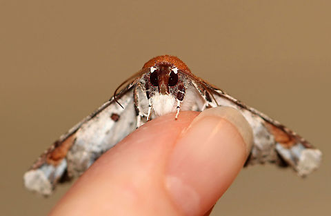 Beautiful Eutelia Moth - Eutelia pulcherrimus TL: ~15-20 mm. Multicolored FW with abstract pattern. White apex. Host: Poison sumac. Status: Uncommon.

Habitat: Attracted to a 395 nm light in a semi-rural area.

2020(23)
https://www.jungledragon.com/image/94838/beautiful_eutelia_moth_-_eutelia_pulcherrimus.html
https://www.jungledragon.com/image/94839/beautiful_eutelia_moth_-_eutelia_pulcherrimus.html
https://www.jungledragon.com/image/94836/beautiful_eutelia_moth_-_eutelia_pulcherrimus.html Eutelia pulcherrimus,Geotagged,Spring,United States