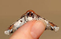 Beautiful Eutelia Moth - Eutelia pulcherrimus TL: ~15-20 mm. Multicolored FW with abstract pattern. White apex. Host: Poison sumac. Status: Uncommon.<br />
<br />
Habitat: Attracted to a 395 nm light in a semi-rural area.<br />
<br />
2020(23)<br />
https://www.jungledragon.com/image/94838/beautiful_eutelia_moth_-_eutelia_pulcherrimus.html<br />
https://www.jungledragon.com/image/94839/beautiful_eutelia_moth_-_eutelia_pulcherrimus.html<br />
https://www.jungledragon.com/image/94836/beautiful_eutelia_moth_-_eutelia_pulcherrimus.html Eutelia pulcherrimus,Geotagged,Spring,United States