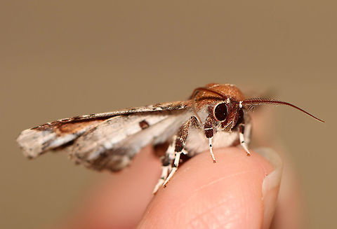 Beautiful Eutelia Moth - Eutelia pulcherrimus TL: ~15-20 mm. Multicolored FW with abstract pattern. White apex. Host: Poison sumac. Status: Uncommon.

Habitat: Attracted to a 395 nm light in a semi-rural area.

2020(23)
https://www.jungledragon.com/image/94836/beautiful_eutelia_moth_-_eutelia_pulcherrimus.html
https://www.jungledragon.com/image/94839/beautiful_eutelia_moth_-_eutelia_pulcherrimus.html
https://www.jungledragon.com/image/94837/beautiful_eutelia_moth_-_eutelia_pulcherrimus.html Eutelia pulcherrimus,Geotagged,Spring,United States
