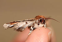 Beautiful Eutelia Moth - Eutelia pulcherrimus TL: ~15-20 mm. Multicolored FW with abstract pattern. White apex. Host: Poison sumac. Status: Uncommon.<br />
<br />
Habitat: Attracted to a 395 nm light in a semi-rural area.<br />
<br />
2020(23)<br />
https://www.jungledragon.com/image/94836/beautiful_eutelia_moth_-_eutelia_pulcherrimus.html<br />
https://www.jungledragon.com/image/94839/beautiful_eutelia_moth_-_eutelia_pulcherrimus.html<br />
https://www.jungledragon.com/image/94837/beautiful_eutelia_moth_-_eutelia_pulcherrimus.html Eutelia pulcherrimus,Geotagged,Spring,United States