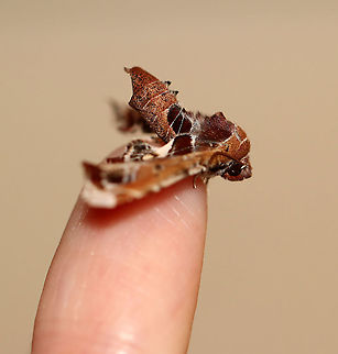 Beautiful Eutelia Moth - Eutelia pulcherrimus TL: ~15-20 mm. Multicolored FW with abstract pattern. White apex. Host: Poison sumac. Status: Uncommon.

Habitat: Attracted to a 395 nm light in a semi-rural area.

2020(23)
https://www.jungledragon.com/image/94836/beautiful_eutelia_moth_-_eutelia_pulcherrimus.html
https://www.jungledragon.com/image/94838/beautiful_eutelia_moth_-_eutelia_pulcherrimus.html
https://www.jungledragon.com/image/94837/beautiful_eutelia_moth_-_eutelia_pulcherrimus.html Eutelia pulcherrimus,Geotagged,Spring,United States