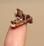 Beautiful Eutelia Moth - Eutelia pulcherrimus TL: ~15-20 mm. Multicolored FW with abstract pattern. White apex. Host: Poison sumac. Status: Uncommon.<br />
<br />
Habitat: Attracted to a 395 nm light in a semi-rural area.<br />
<br />
2020(23)<br />
https://www.jungledragon.com/image/94836/beautiful_eutelia_moth_-_eutelia_pulcherrimus.html<br />
https://www.jungledragon.com/image/94838/beautiful_eutelia_moth_-_eutelia_pulcherrimus.html<br />
https://www.jungledragon.com/image/94837/beautiful_eutelia_moth_-_eutelia_pulcherrimus.html Eutelia pulcherrimus,Geotagged,Spring,United States