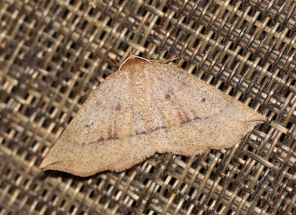 Unidentified Moth - Family Geometridae, Subf. Ennominae Habitat: Attracted to a 395 nm light in a semi-rural area.<br />
<br />
2020(24) Geotagged,Spring,United States,ennominae,geometridae,moth