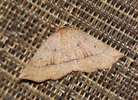 Unidentified Moth - Family Geometridae, Subf. Ennominae Habitat: Attracted to a 395 nm light in a semi-rural area.

2020(24) Geotagged,Spring,United States,ennominae,geometridae,moth