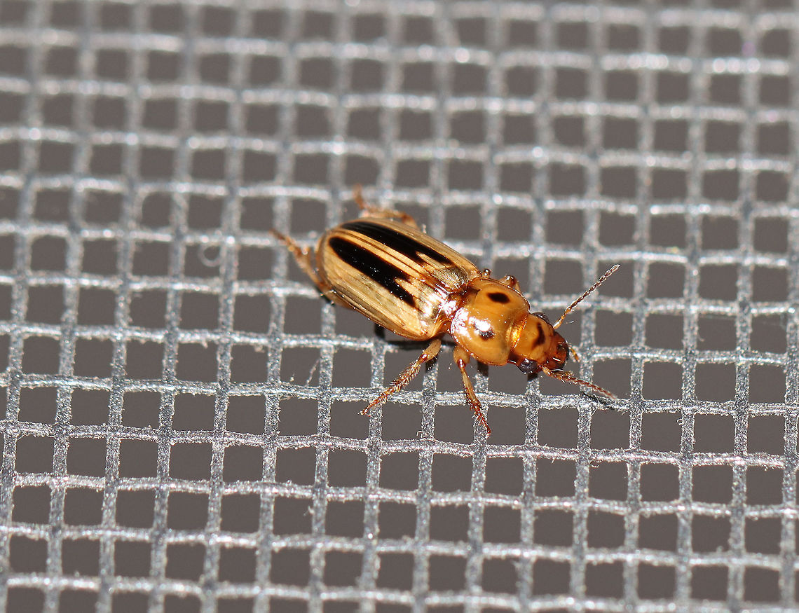 Stenolophus lineola Habitat: Attracted to a 395 nm light in a semi-rural area. Carabidae,Geotagged,Spring,Stenolophus lineola,United States,stenolophus