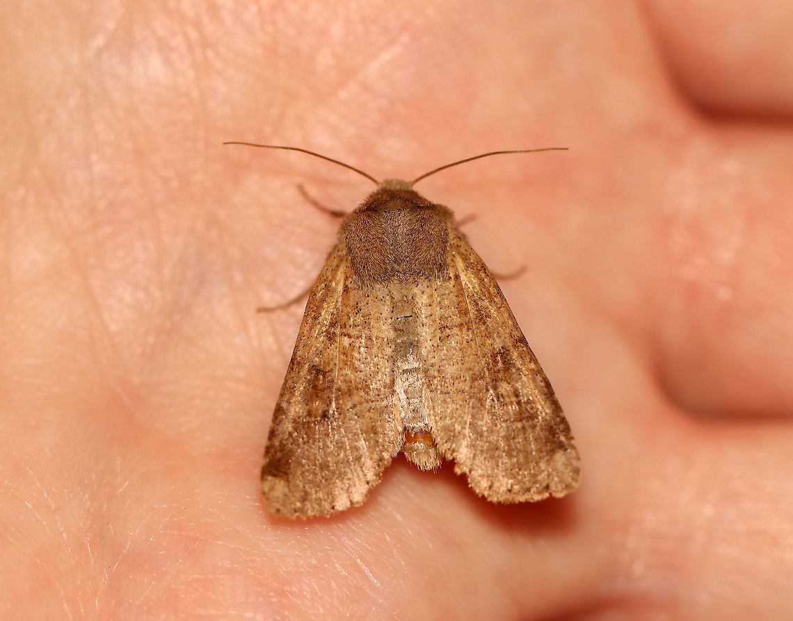 Unidentified Moth - Family Noctuidae Habitat: Attracted to a 395 nm light in a semi-rural area.<br />
<br />
2020(25)<br />
<figure class="photo"><a href="https://www.jungledragon.com/image/94846/unidentified_moth_-_family_noctuidae.html" title="Unidentified Moth - Family Noctuidae"><img src="https://s3.amazonaws.com/media.jungledragon.com/images/3232/94846_thumb.jpg?AWSAccessKeyId=05GMT0V3GWVNE7GGM1R2&Expires=1759968010&Signature=2y%2BgbNLn1pzfUEfiTT%2Fi8LHStWk%3D" width="200" height="142" alt="Unidentified Moth - Family Noctuidae Habitat: Attracted to a 395 nm light in a semi-rural area.<br />
<br />
2020(25)<br />
https://www.jungledragon.com/image/94843/unidentified_moth_-_family_noctuidae.html<br />
https://www.jungledragon.com/image/94844/unidentified_moth_-_family_noctuidae.html Geotagged,Spring,United States" /></a></figure><br />
<figure class="photo"><a href="https://www.jungledragon.com/image/94844/unidentified_moth_-_family_noctuidae.html" title="Unidentified Moth - Family Noctuidae"><img src="https://s3.amazonaws.com/media.jungledragon.com/images/3232/94844_thumb.jpg?AWSAccessKeyId=05GMT0V3GWVNE7GGM1R2&Expires=1759968010&Signature=nL54wxjloMF579uvHz6RF3cvzfU%3D" width="200" height="144" alt="Unidentified Moth - Family Noctuidae Habitat: Attracted to a 395 nm light in a semi-rural area.<br />
<br />
2020(25)<br />
https://www.jungledragon.com/image/94843/unidentified_moth_-_family_noctuidae.html<br />
https://www.jungledragon.com/image/94846/unidentified_moth_-_family_noctuidae.html Geotagged,Spring,United States" /></a></figure> Geotagged,Noctuidae,Spring,United States,moth