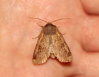 Unidentified Moth - Family Noctuidae Habitat: Attracted to a 395 nm light in a semi-rural area.<br />
<br />
2020(25)<br />
https://www.jungledragon.com/image/94846/unidentified_moth_-_family_noctuidae.html<br />
https://www.jungledragon.com/image/94844/unidentified_moth_-_family_noctuidae.html Geotagged,Noctuidae,Spring,United States,moth