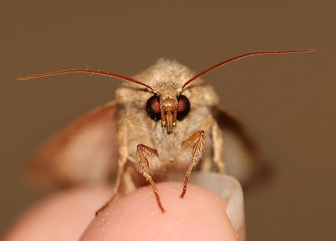 Unidentified Moth - Family Noctuidae Habitat: Attracted to a 395 nm light in a semi-rural area.

2020(25)
https://www.jungledragon.com/image/94843/unidentified_moth_-_family_noctuidae.html
https://www.jungledragon.com/image/94846/unidentified_moth_-_family_noctuidae.html Geotagged,Spring,United States
