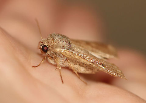 Unidentified Moth - Family Noctuidae Habitat: Attracted to a 395 nm light in a semi-rural area.

2020(25)
https://www.jungledragon.com/image/94843/unidentified_moth_-_family_noctuidae.html
https://www.jungledragon.com/image/94844/unidentified_moth_-_family_noctuidae.html Geotagged,Spring,United States