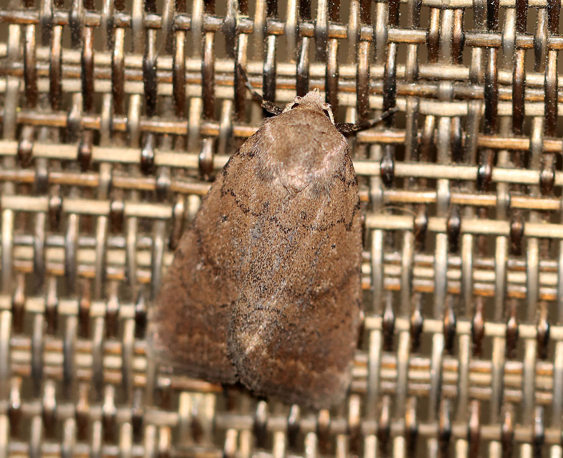 Slowpoke Moth - Athetis tarda TL: ~15 mm. Brown FW with blackish AM and PM lines that are slightly scalloped. Orbicular spot is a tiny black dot. Reniform spot is outlined in yellow. ST line is edged in yellow.  Host: Oak. Status: Common.<br />
<br />
Habitat: Attracted to a 395 nm light in a semi-rural area.<br />
<br />
2020(26) Athetis,Athetis tarda,Geotagged,Slowpoke moth,Spring,United States,moth
