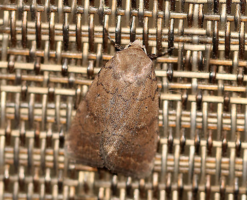 Slowpoke Moth - Athetis tarda TL: ~15 mm. Brown FW with blackish AM and PM lines that are slightly scalloped. Orbicular spot is a tiny black dot. Reniform spot is outlined in yellow. ST line is edged in yellow.  Host: Oak. Status: Common.

Habitat: Attracted to a 395 nm light in a semi-rural area.

2020(26) Athetis,Athetis tarda,Geotagged,Slowpoke moth,Spring,United States,moth