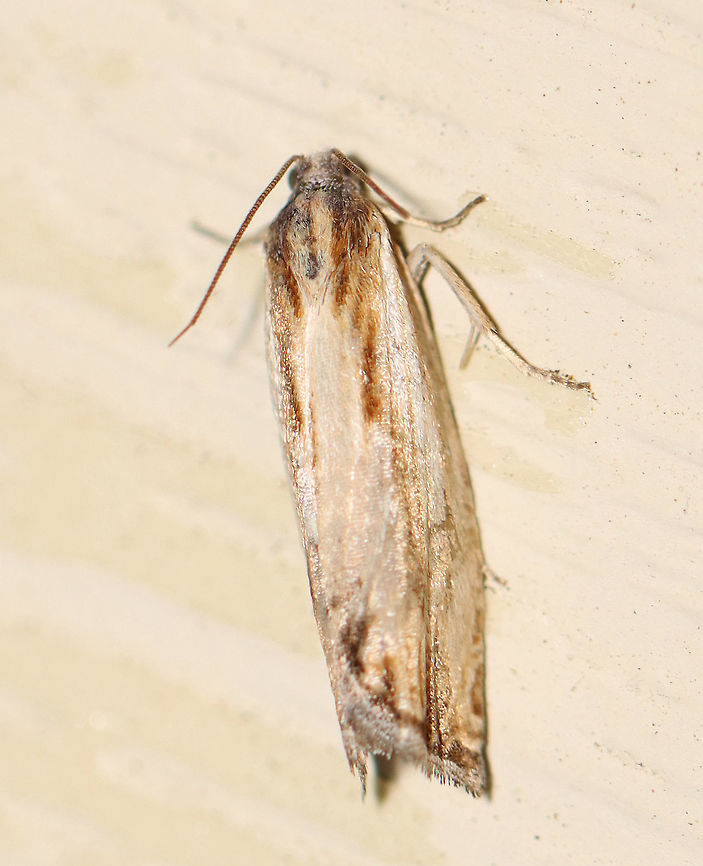 Eucosma radiatana WS: ~ 20 mm. This species is quite diverse and I think this individual would be considered the pale form. Host: goldenrod.<br />
<br />
Habitat: Attracted to a 395 nm light in a semi-rural area.<br />
<br />
2020(27) Eucosma,Eucosma radiatana,Eucosma radiatana group,Geotagged,Spring,United States,moth