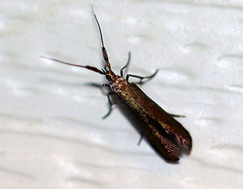 Metallic Casebearer - Coleophora mayrella TL: ~6-8 mm. Metallic, bronzy greenish FW wth a red sheen near the apex. It was tiny and so gorgeous!! Antennae are white-tipped and thick at the base. Host: Clover
Habitat: Attracted to an LED light (395 nm) in a semi-rural area.
2020(28) Coleophora mayrella,Geotagged,Metallic coleophora moth,Spring,United States