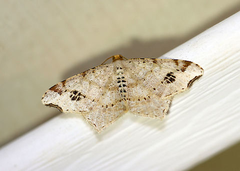 Common Angle Moth - Macaria aemulataria Wingspan 20 mm. Straw-colored forewings have faint brown lines on veins and at costa. The midpoint of the subterminal area is marked with a large, blackish mark. The outer margins have a shallow indentation near the apex.

Attracted to a 395 nm LED light in a semi-rural area.

2020(29) Common Angle Moth,Geotagged,Macaria,Macaria aemulataria,Spring,United States,moth