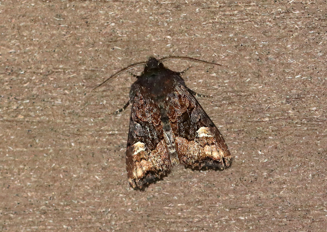 American Angle Shades - Euplexia benesimilis TL: 17 mm. Dusky brown FW  with lighter band past PM line. Blackish AM and PM lines converge near inner margin. Reniform spot partly filled with white.  Host: Deciduous trees, ferns, and low plants. Status: Common.<br />
<br />
Attracted to a 395 nm LED light in a semi-rural area.<br />
<br />
2020(30) American angle shades,Euplexia,Euplexia benesimilis,Geotagged,Spring,United States,moth