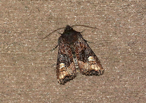 American Angle Shades - Euplexia benesimilis TL: 17 mm. Dusky brown FW  with lighter band past PM line. Blackish AM and PM lines converge near inner margin. Reniform spot partly filled with white.  Host: Deciduous trees, ferns, and low plants. Status: Common.

Attracted to a 395 nm LED light in a semi-rural area.

2020(30) American angle shades,Euplexia,Euplexia benesimilis,Geotagged,Spring,United States,moth
