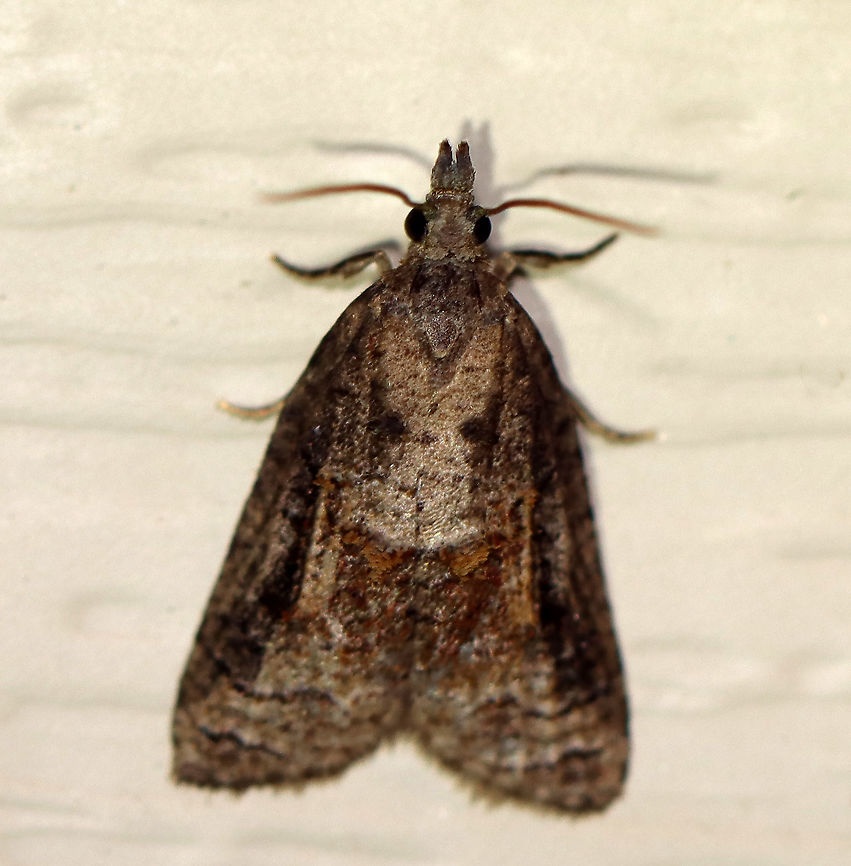 Tufted Apple Bud Moth - Platynota idaeusalis Attracted to a 395 nm LED light in a semi-rural area.<br />
<br />
2020(31) Geotagged,Platynota idaeusalis,Spring,Tufted apple bud moth,United States,moth