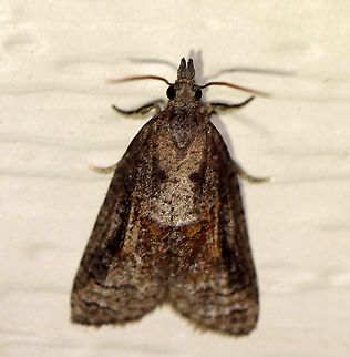 Tufted Apple Bud Moth - Platynota idaeusalis Attracted to a 395 nm LED light in a semi-rural area.

2020(31) Geotagged,Platynota idaeusalis,Spring,Tufted apple bud moth,United States,moth