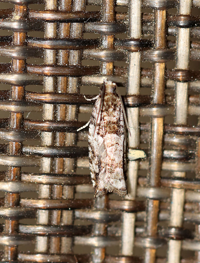 Unidentified Moth - Maybe Pseudexentera sp. or Rhopobota sp.? Attracted to a 395 nm LED light in a semi-rural area.<br />
<br />
2020(32) Geotagged,Spring,United States,moth