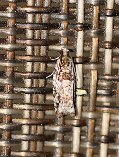 Unidentified Moth - Maybe Pseudexentera sp. or Rhopobota sp.? Attracted to a 395 nm LED light in a semi-rural area.

2020(32) Geotagged,Spring,United States,moth