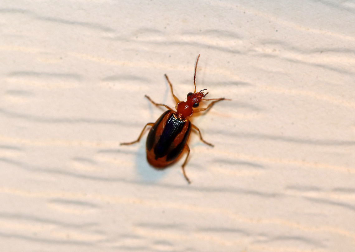 Lebia solea TL: ~5 mm. Reddish brown, except for two black stripes on each elytron. Pronotum with flattened side margins. Grooved elytra. <br />
<br />
Fun fact: The larvae are ectoparasitoids of leaf beetle pupae.<br />
<br />
Habitat: Attracted to a light in a semi-rural area Carabidae,Geotagged,Lebia,Lebia solea,Spring,United States,beetle,ground beetle