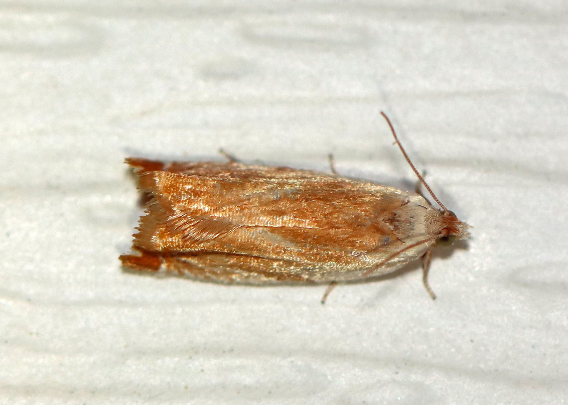Sycamore Leaffolder - Ancylis platanana TL: ~10 mm. Fawn-colored FW with pale costal stripe. Host: Sycamore. Status: Uncommon.<br />
<br />
Attracted to a 395 nm LED light in a semi-rural area.<br />
<br />
2020(33) Ancylis,Ancylis platanana,Geotagged,Spring,Sycamore Leaffolder,United States,moth