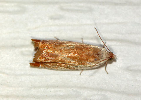 Sycamore Leaffolder - Ancylis platanana TL: ~10 mm. Fawn-colored FW with pale costal stripe. Host: Sycamore. Status: Uncommon.
Attracted to a 395 nm LED light in a semi-rural area.
2020(33) Ancylis,Ancylis platanana,Geotagged,Spring,Sycamore Leaffolder,United States,moth