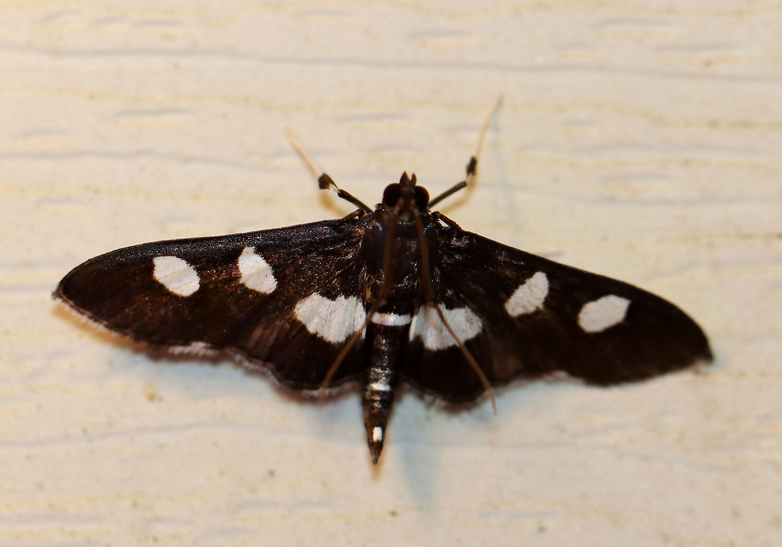 Grape Leaffolder - Desmia funeralis Total length: ~15 mm. Black FW marked with two white spots in the median area. Hindwings have a broad, white, median band. Hosts: Evening primrose, grape, and redbud. Status: Common.<br />
<br />
Attracted to a 395 nm LED light in a semi-rural area.<br />
<br />
2020(34) Desmia,Desmia funeralis,Geotagged,Grape leaffolder,Spring,United States,moth