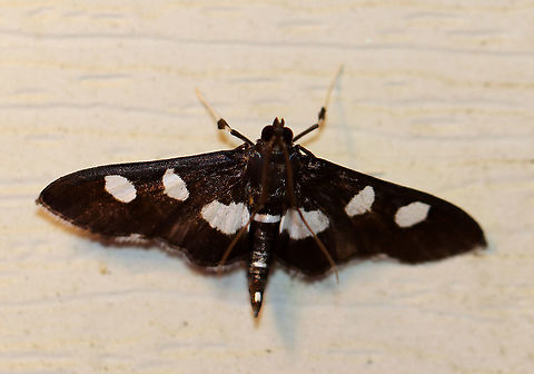 Grape Leaffolder - Desmia funeralis Total length: ~15 mm. Black FW marked with two white spots in the median area. Hindwings have a broad, white, median band. Hosts: Evening primrose, grape, and redbud. Status: Common.

Attracted to a 395 nm LED light in a semi-rural area.

2020(34) Desmia,Desmia funeralis,Geotagged,Grape leaffolder,Spring,United States,moth