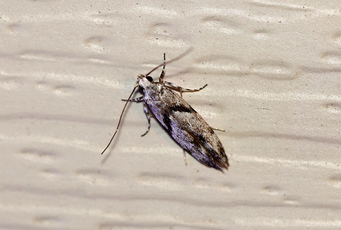 Stripe-backed Moth - Arogalea cristifasciella TL: ~5 mm. White FW with broad, black AM band that slants inward toward the inner margin. Hosts: Unknown. Status: Common.<br />
<br />
Habitat: Attracted to a 395 nm light in a semi-rural area<br />
<br />
2020(d) Arogalea,Arogalea cristifasciella,Geotagged,Spring,Stripe-backed Moth,United States,moth