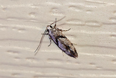 Stripe-backed Moth - Arogalea cristifasciella TL: ~5 mm. White FW with broad, black AM band that slants inward toward the inner margin. Hosts: Unknown. Status: Common.

Habitat: Attracted to a 395 nm light in a semi-rural area

2020(d) Arogalea,Arogalea cristifasciella,Geotagged,Spring,Stripe-backed Moth,United States,moth