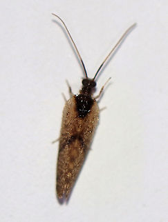 Barber's Brown Lacewing