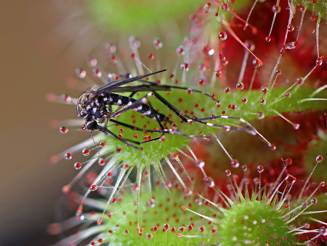 Spoon-leaved Sundew (Drosera spatulata) Feasting on Ochlerotatus japonicus Hope the plant finds this mosquito to be tasty. I could have rescued it, perhaps, but didn&#039;t.<br />
<br />
Habitat: This is a houseplant<br />
<figure class="photo"><a href="https://www.jungledragon.com/image/94872/spoon-leaved_sundew_drosera_spatulata.html" title="Spoon-leaved Sundew (Drosera spatulata)"><img src="https://s3.amazonaws.com/media.jungledragon.com/images/3232/94872_thumb.jpg?AWSAccessKeyId=05GMT0V3GWVNE7GGM1R2&Expires=1767225610&Signature=Eu3oPfIZbDEyiJ%2FBkpouoC93Csw%3D" width="200" height="164" alt="Spoon-leaved Sundew (Drosera spatulata) *This is a houseplant<br />
<br />
https://www.jungledragon.com/image/94870/spoon-leaved_sundew_drosera_spatulata_feasting_on_ochlerotatus_japonicus.html Drosera,Drosera spatulata,Geotagged,Spoon-leaved sundew,Spring,Sundew,United States" /></a></figure> Drosera,Drosera spatulata,Geotagged,Spoon-leaved sundew,Spring,United States,mosquito,sundew