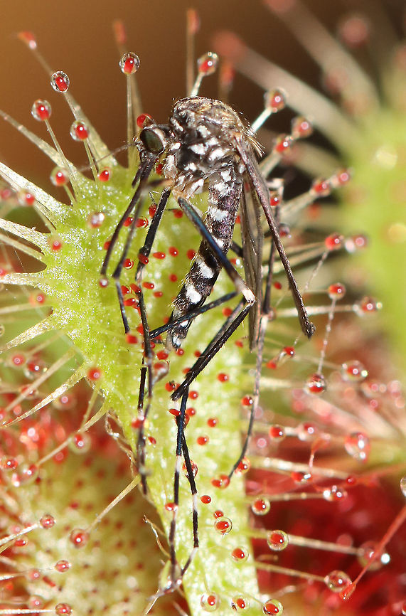 Asian Rock Pool Mosquito - Ochlerotatus japonicus The pattern on the scutum is distinctive: there are 5 golden striped scales and the lateral scales are pale and white in a lyre shape. It has broad pale basal bands on the hind tarsomeres. The proboscis is dark and unbanded. The abdominal segments have silvery-white transverse bands on the lateral margins, which contrast with the black<br />
abdomen.<br />
<br />
This species was accidentally introduced from Japan in the late 1990s. It is an important vector of West Nile Virus, and the females are very aggressive biters.<br />
<br />
This mosquito got into my house and is being eaten by my Drosera spatulata. Aedes,Aedes japonicus,Drosera,Geotagged,Ochlerotatus,Spring,United States,mosquito,ochlerotatus japonicus