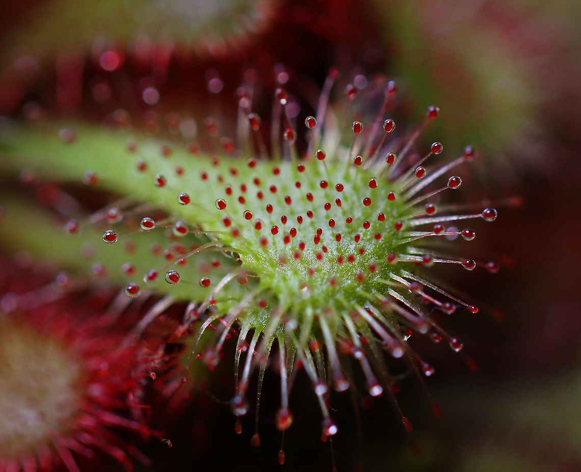 Spoon-leaved Sundew (Drosera spatulata) *This is a houseplant<br />
<br />
<figure class="photo"><a href="https://www.jungledragon.com/image/94870/spoon-leaved_sundew_drosera_spatulata_feasting_on_ochlerotatus_japonicus.html" title="Spoon-leaved Sundew (Drosera spatulata) Feasting on Ochlerotatus japonicus"><img src="https://s3.amazonaws.com/media.jungledragon.com/images/3232/94870_thumb.jpg?AWSAccessKeyId=05GMT0V3GWVNE7GGM1R2&Expires=1759968010&Signature=7TfTDqDob4Ogv0KzBk2ajNzX9BY%3D" width="200" height="152" alt="Spoon-leaved Sundew (Drosera spatulata) Feasting on Ochlerotatus japonicus Hope the plant finds this mosquito to be tasty. I could have rescued it, perhaps, but didn&#039;t.<br />
<br />
Habitat: This is a houseplant<br />
https://www.jungledragon.com/image/94872/spoon-leaved_sundew_drosera_spatulata.html Drosera,Drosera spatulata,Geotagged,Spoon-leaved sundew,Spring,United States,mosquito,sundew" /></a></figure> Drosera,Drosera spatulata,Geotagged,Spoon-leaved sundew,Spring,Sundew,United States